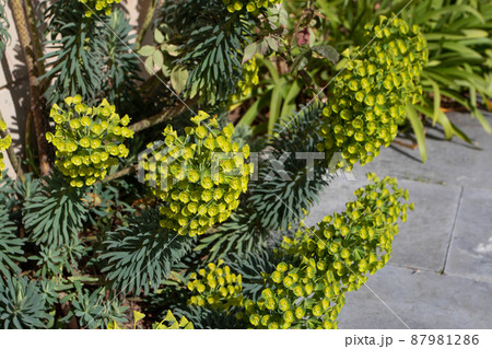 Euphorbia characias subsp. wulfenii or mediterranean spurge plant with flowers 87981286