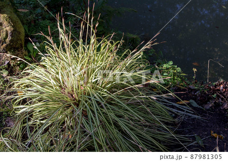 Carex hachijoensis or variegated japanese sedge plant Carex hachijoensis or variegated japanese sedge plant 87981305