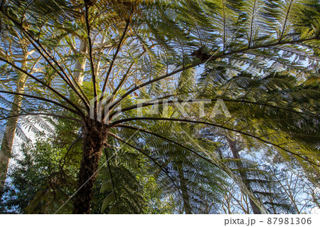 Tree fern in the enchanted forest 87981306