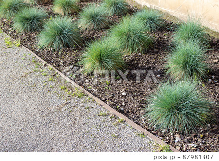 Festuca glauca or blue fescue plants on the flowerbed 87981307