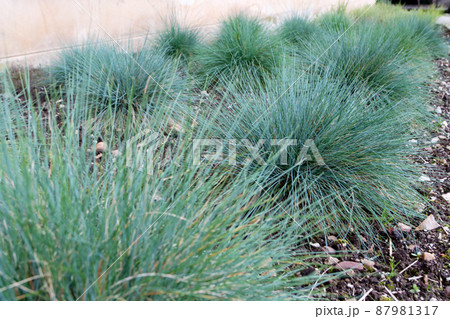 Blue fescue or festuca glauca groundcover plants Blue fescue or festuca glauca groundcover plants 87981317