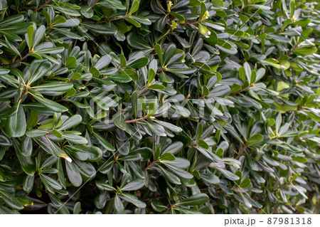 Pittosporum tobira or Australian laurel plants 87981318