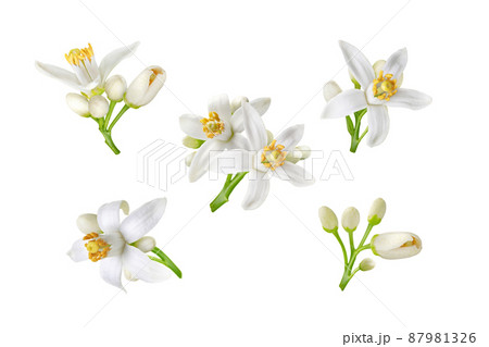 Neroli white flowers and buds set isolated on white 87981326