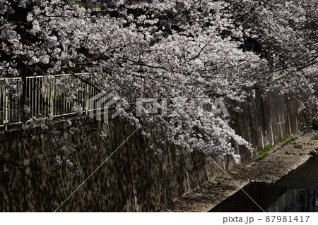 高井戸駅近くの神田川と桜 高井戸駅近くの神田川と桜 87981417