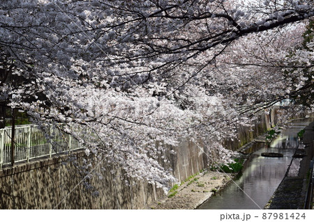 高井戸駅近くの神田川と桜 87981424