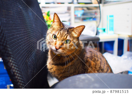 オフィスチェアに乗る猫(カメラ目線) オフィスチェアに乗る猫(カメラ目線) 87981515