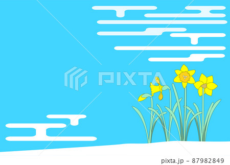 ラッパスイセンの花畑の背景　青空 87982849