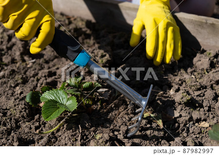 A gardener spuds strawberry beds with a rake. 87982997