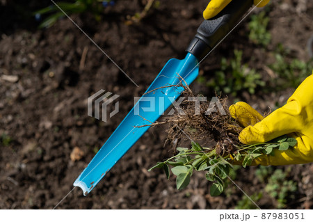 A gardener picks up weeds from the garden with a spatula 87983051