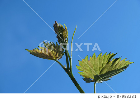 Young green sprouts at grape branch 87983231