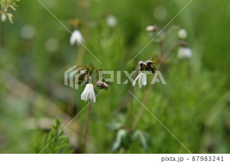 ヒメウズの花 ヒメウズの花 87983241