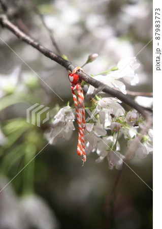ロサンゼルスの日本庭園に咲いた桜に結びつけられたハートマークのミサンガ 87983773