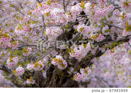 松前桜「南殿」 87983899