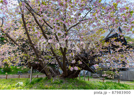 松前桜「血脈桜」 松前桜「血脈桜」 87983900