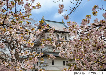 松前城と桜 松前城と桜 87983901