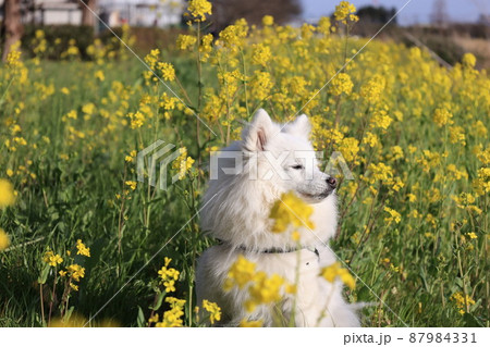 菜の花と犬 87984331