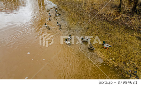 Spring thaw after rain flooding river with ducks Spring thaw after rain flooding river with ducks 87984631