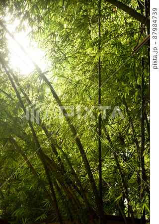 サンパウロの竹林 サンパウロの竹林 87984739