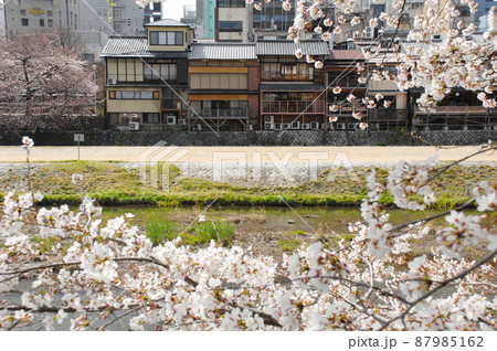 春の鴨川 京都市 春の鴨川 京都市 87985162