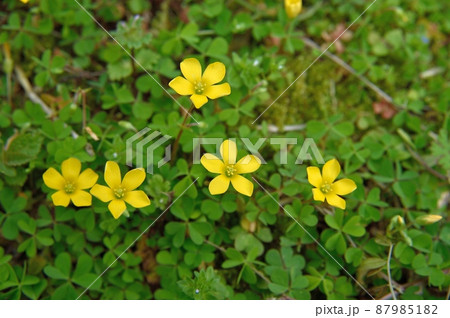 カタバミの花 87985182