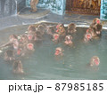 温泉のお猿 87985185