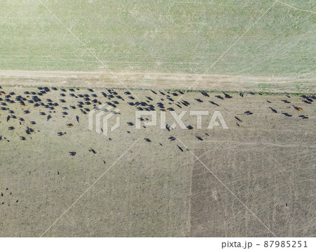 Cows aerial view, Buenos Aires,Argentina Cows aerial view, Buenos Aires,Argentina 87985251