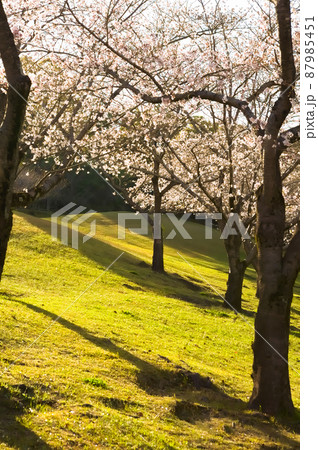 夕陽のさす桜並木 87985451