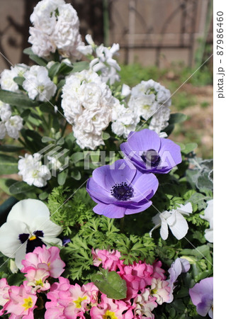 アネモネを使った春の花寄せ植え アネモネを使った春の花寄せ植え 87986460