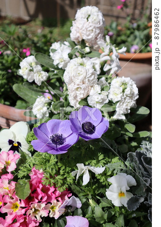 アネモネ、ストックを使った春の花寄せ植え アネモネ、ストックを使った春の花寄せ植え 87986462