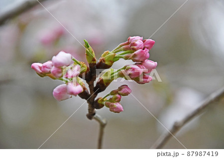 桜の花とつぼみ 87987419