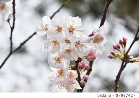桜の花とつぼみ 桜の花とつぼみ 87987427