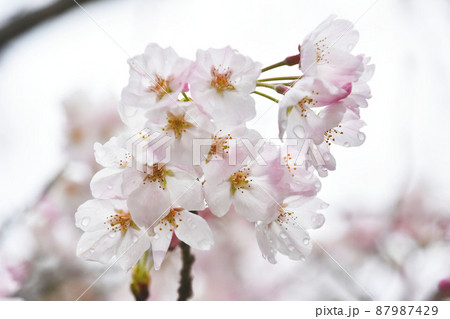 桜の花とつぼみ 桜の花とつぼみ 87987429