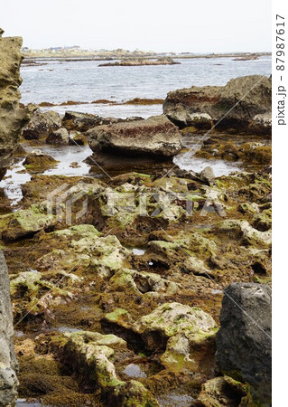 千葉県南房総市の野島崎灯台周辺の海岸の風景 87987617
