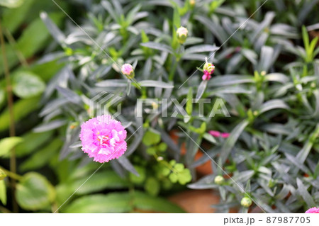 ナデシコの花 87987705