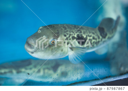 美味しいフグ料理 87987867