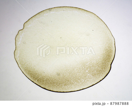 カエルの卵割 顕微鏡画像 カエルの卵割 顕微鏡画像 87987888