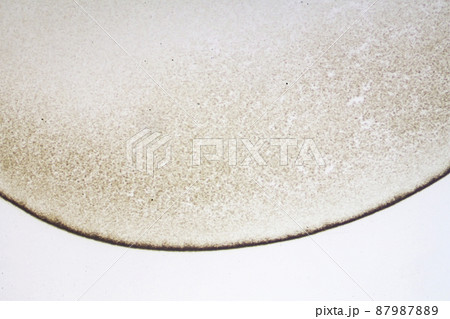 カエルの卵割 顕微鏡画像 カエルの卵割 顕微鏡画像 87987889