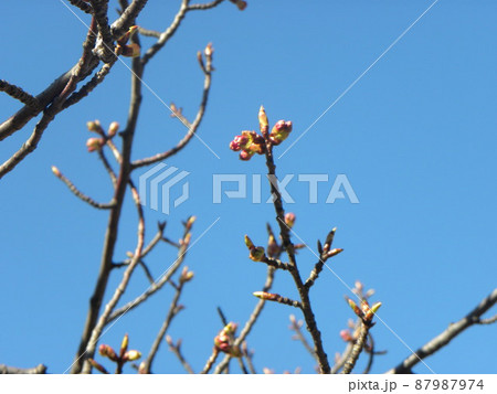 まだまだ硬い河津桜の桃色の蕾 87987974