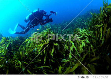 独島 藻類 ダイバー 87988028