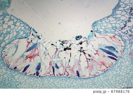 ゼニゴケの杯状体の縦断面 顕微鏡画像 ゼニゴケの杯状体の縦断面 顕微鏡画像 87988176