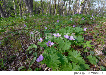 シラネアオイの群落（北海道・広尾町） 87988694