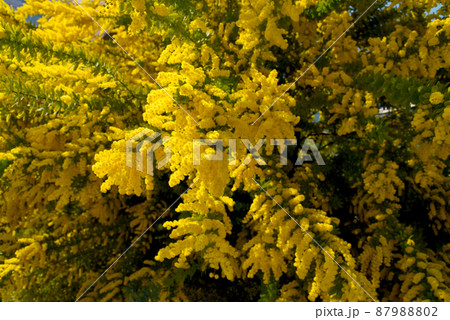 黄色が映える ミモザ(アカシア) 黄色が映える ミモザ(アカシア) 87988802