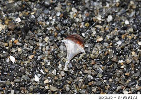 漂着物 ヒラカメガイ 漂着物 ヒラカメガイ 87989173