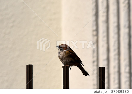 かわいい　スズメ 87989380