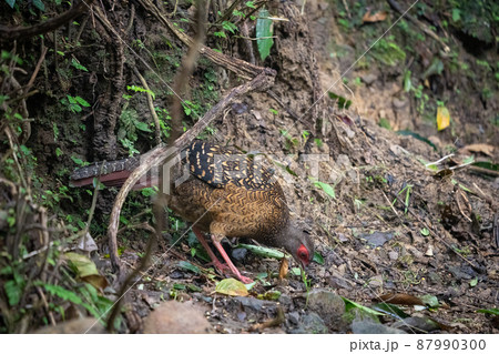 Female adult Svensson's Pheasant (Lophura swinhoii) 87990300