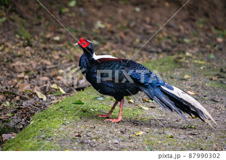 Male adult Svensson's Pheasant (Lophura swinhoii) Male adult Svensson's Pheasant (Lophura swinhoii) 87990302