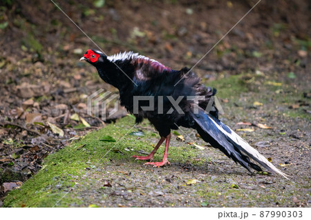 Male adult Svensson's Pheasant (Lophura swinhoii) 87990303