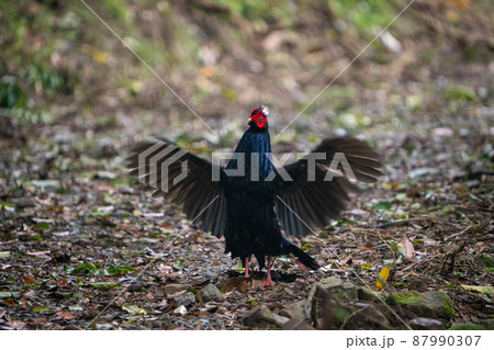 Male adult Svensson's Pheasant (Lophura swinhoii) 87990307