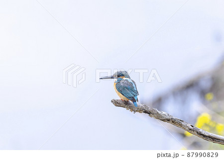 枯れ木で休むカワセミ 87990829