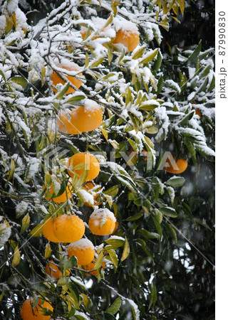 雪のハッサク 雪のハッサク 87990830